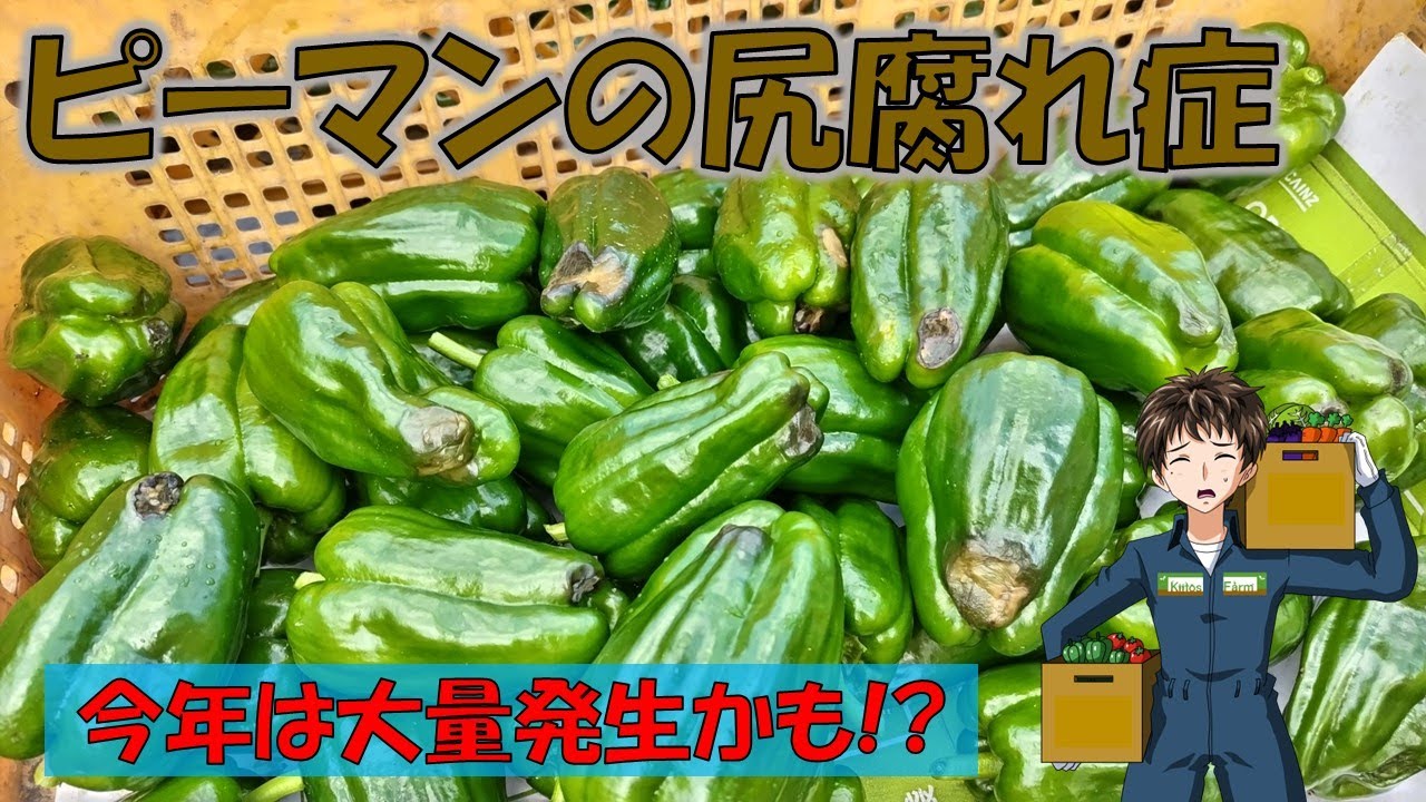 大人になって食べられるようになったものランキング|ワサビ,ピーマン,レバー|他 - gooランキング