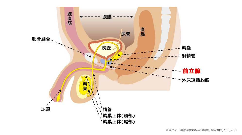 前立腺マッサージとはどんなプレイ？ 風俗エステ嬢がやり方を詳細解説 | シンデレラグループ公式サイト