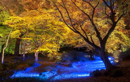 縮景園】もみじまつり・心洗われる紅葉ライトアップ ～泉水の灯り～〔広島市中区〕｜50代からの大人に向けた広島情報サイト-CHIC-Web-