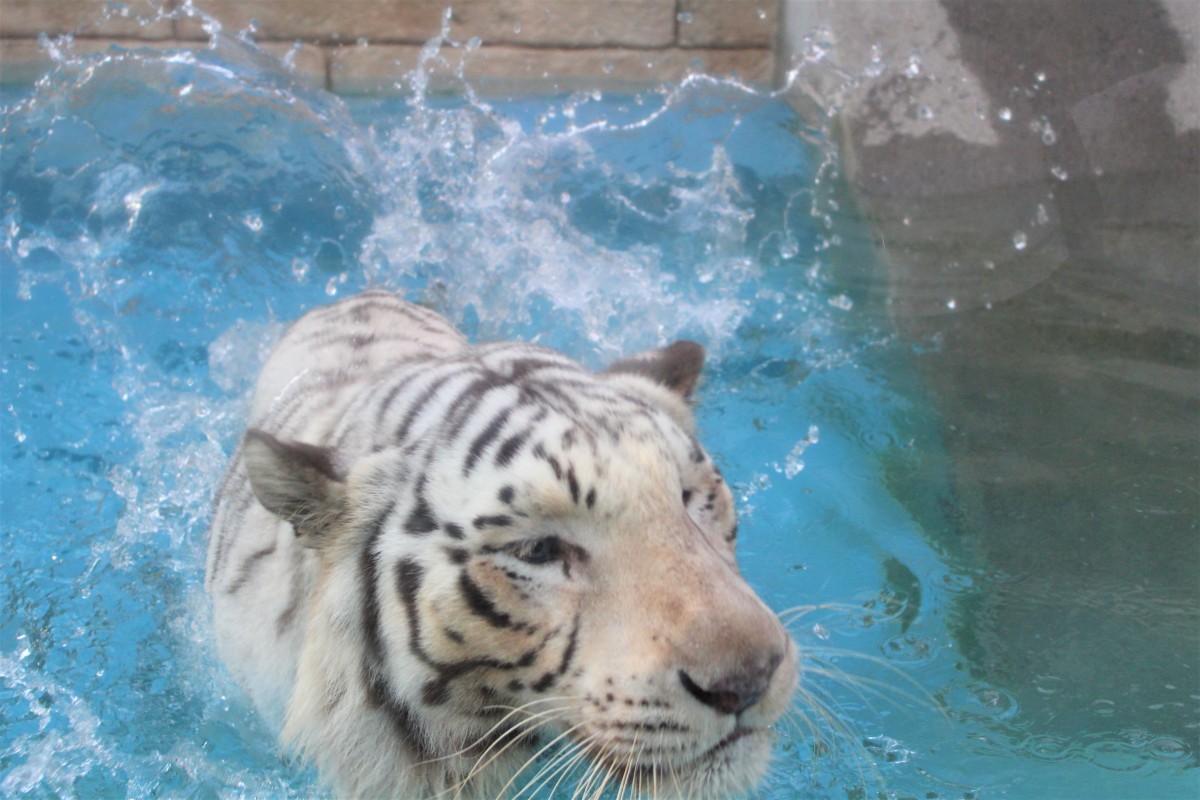 東武動物公園へ行きました。』春日部(埼玉県)の旅行記・ブログ by 女王陛下の一衛兵さん【フォートラベル】