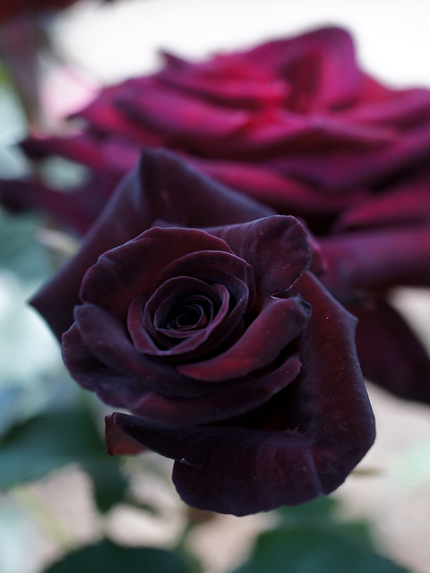 Rose Black Baccara バラ