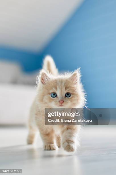 Baby cats Free Stock Photos,