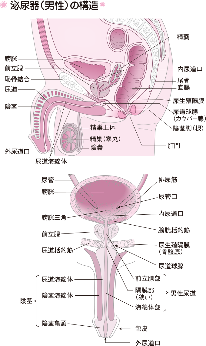 高品質 Ｓ級亀頭責め