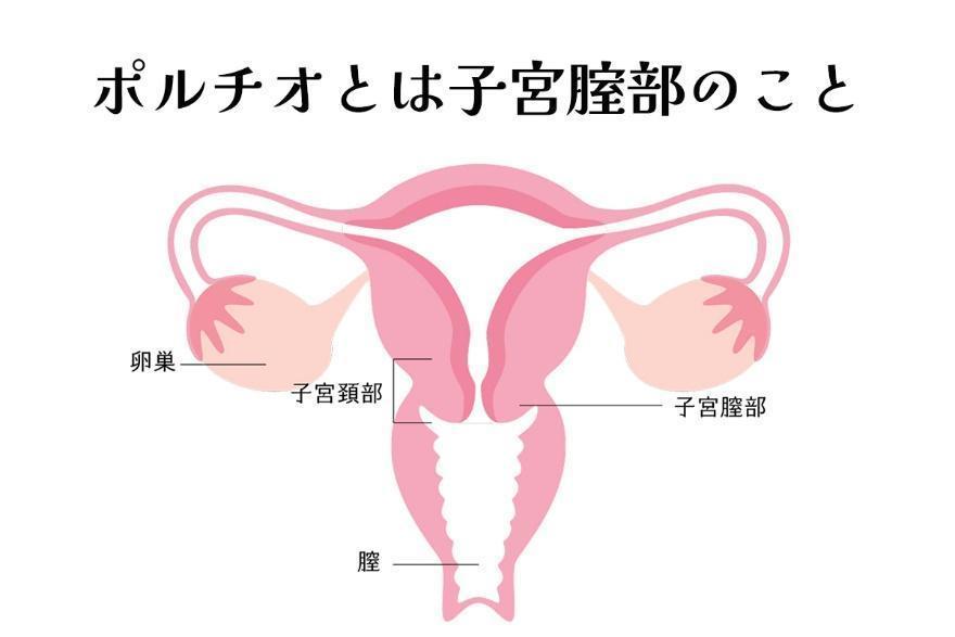 ポルチオとは？ 開発するとセックスが気持ちいい？ |