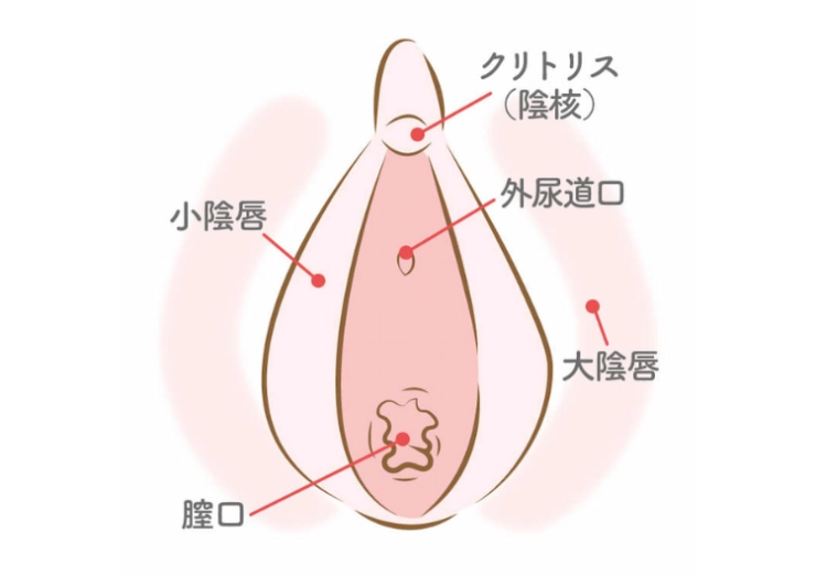 クリトリスを徹底解説！１番感じる刺激法とは？ – メンズ形成外科