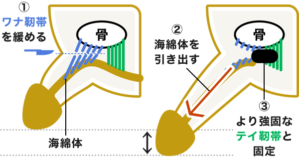 医師監修】男性器の平均サイズとは？ - 夜の保健室