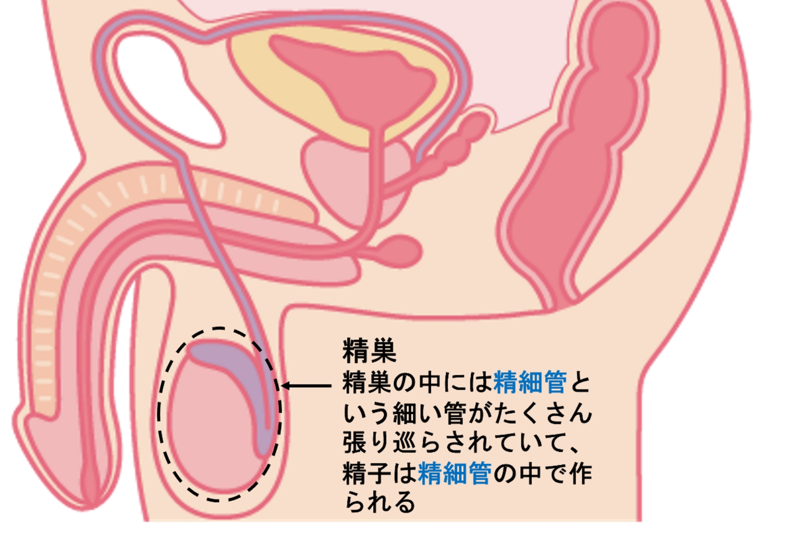 射精管理してくれる女と出会える出会い系と出会い方4選！