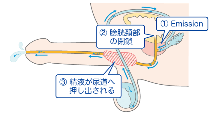 セックスでいけない？遅漏／膣内射精障害とは？症状から治療法まで解説 - TENGAヘルスケア