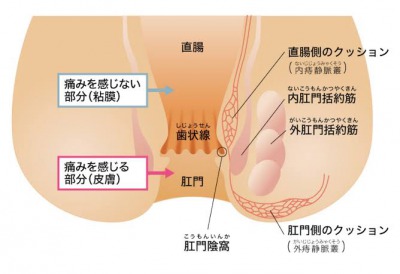 元AV男優が解説】アナルオナニーのやり方を伝授！初心者でも痛くない快感の扉の開き方！ | Trip-Partner[トリップパートナー]