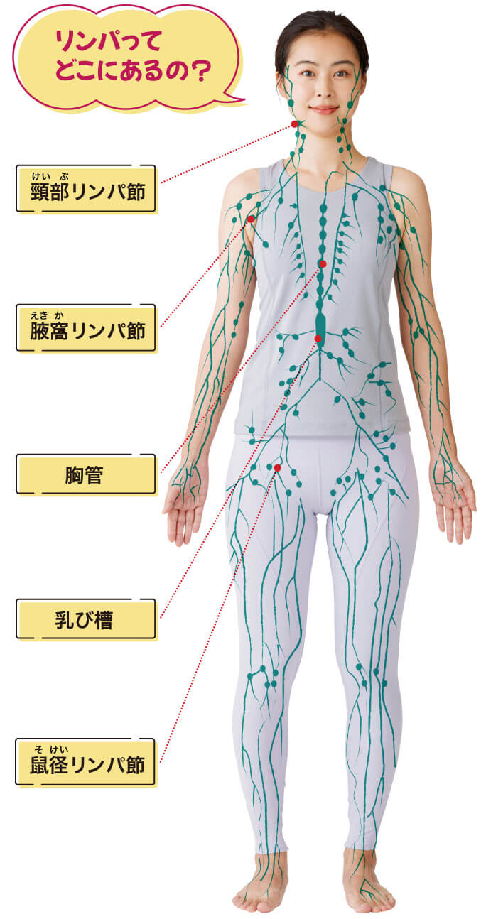 プロ監修】鼠径部リンパマッサージで、むくみのない、キレイな脚を目指す！｜コラム｜銀座ナチュラルタイム-銀座駅から徒歩1分の極上リンパマッサージ