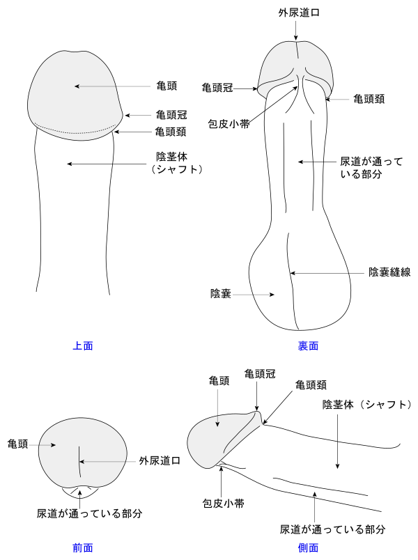 あの『ペニスの形』には意味があるの？ちんこの亀頭があの形の理由【ラブコスメ】