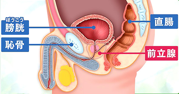 人気 前立腺開発マニュアル