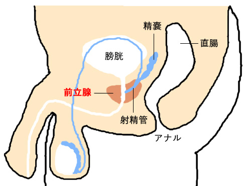 前立腺初期化(前立腺リセット)・前立腺まで尿道責めについて♪ | ドライオーガズム専門店