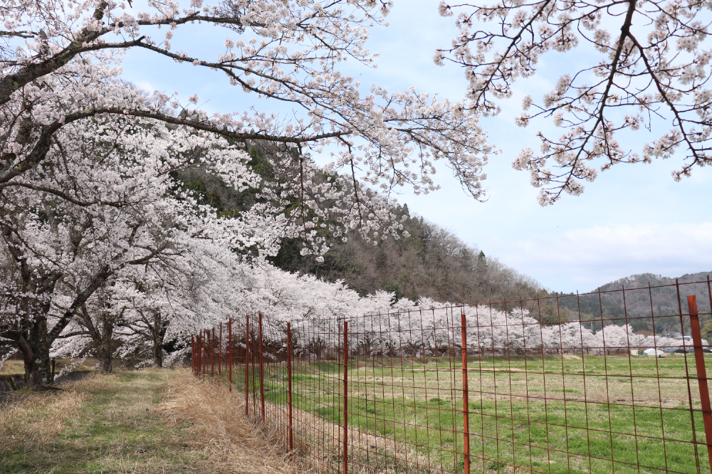 奥多々良木と相田の集落の桜 | 但馬の情報発信ポータルサイト「但馬情報特急」