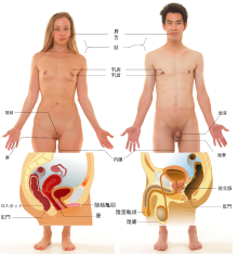 男性が気持ちいい攻め方！満足させる方法 - 夜の保健室