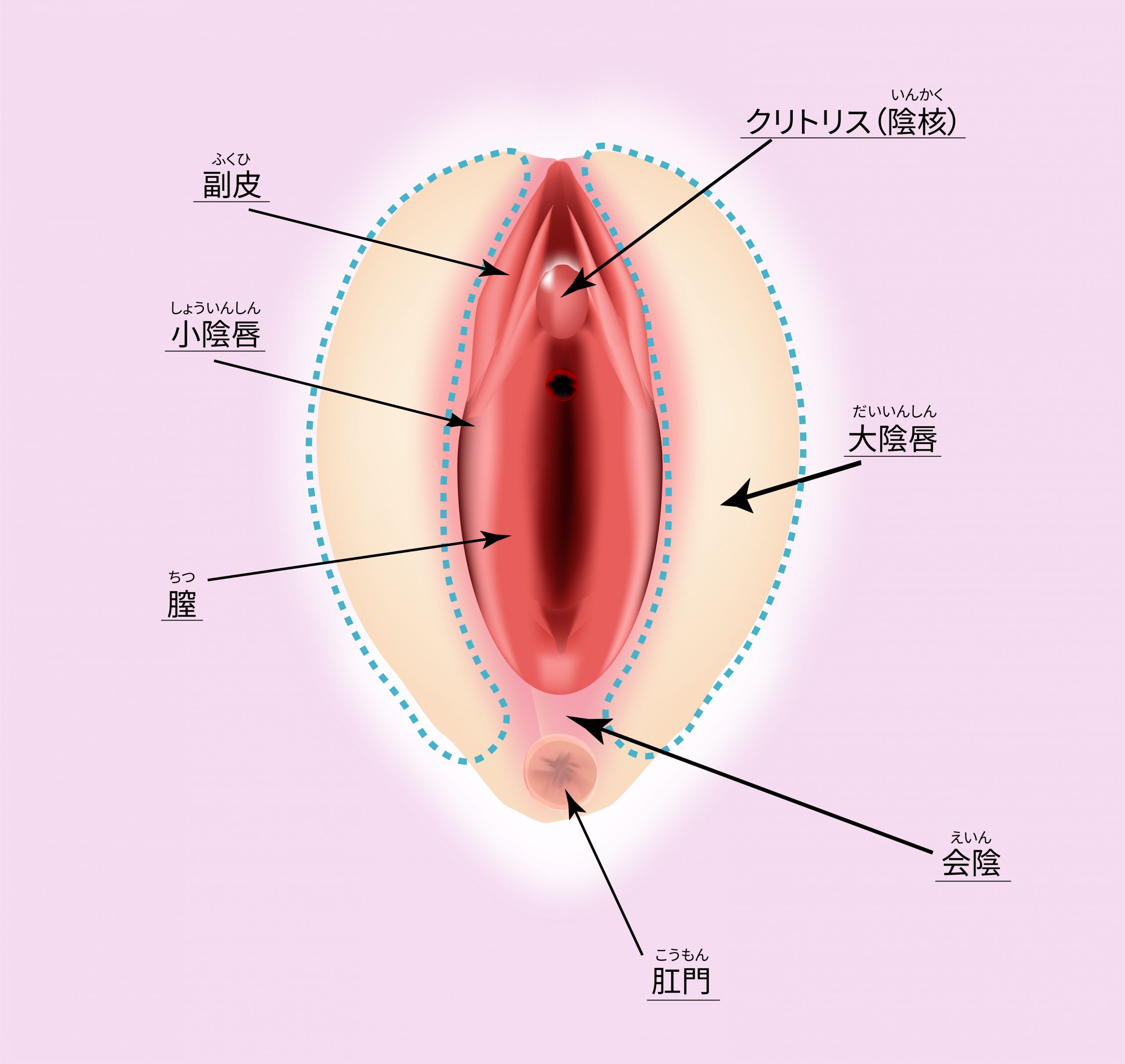 クリトリス包茎で叶える快適なインティメイトケア | ガーデンクリニック