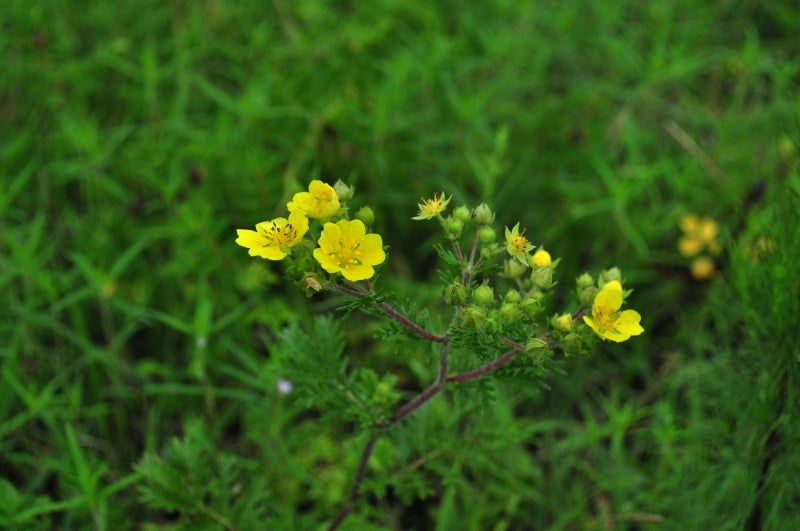 宇都宮市 鬼怒川河畔の花散策 2022.07.23