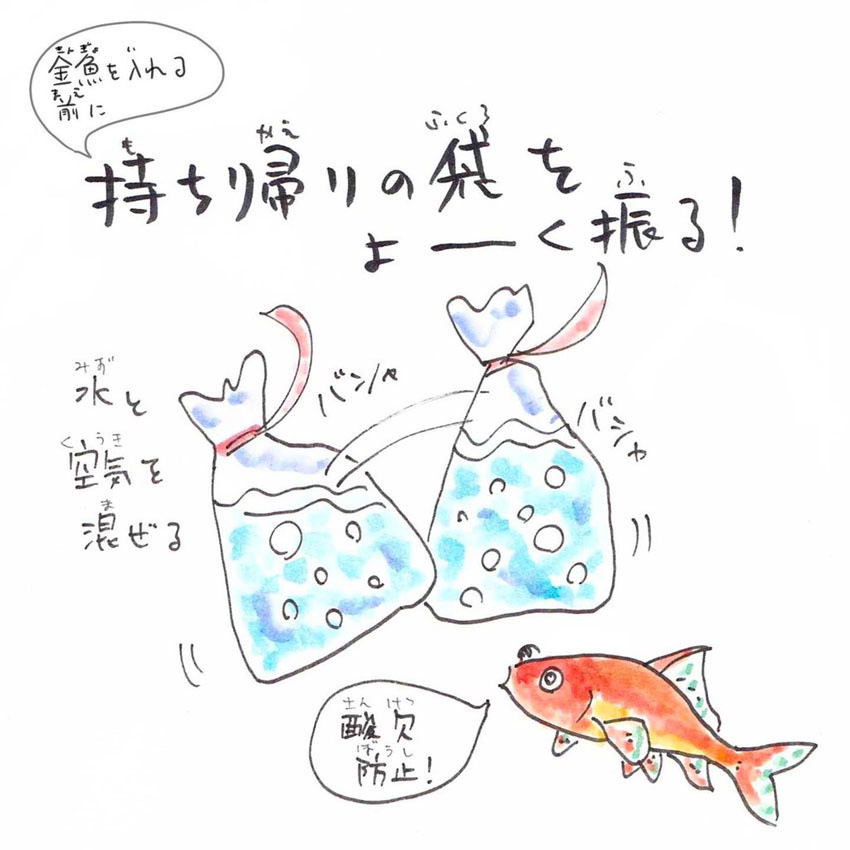 金魚 チョウテンガン ハンドメイド 寒い