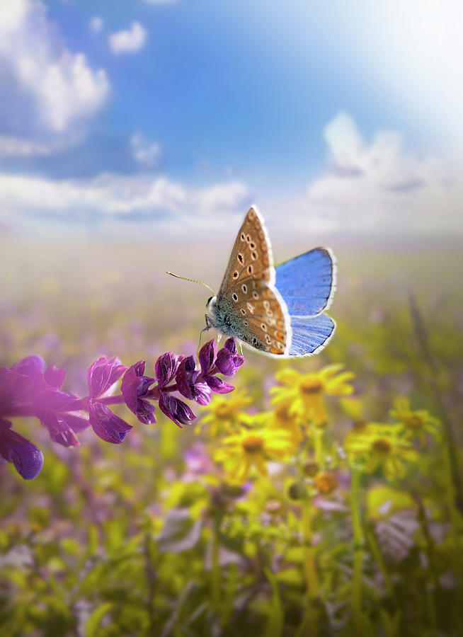 Beautiful Butterfly Images - Free