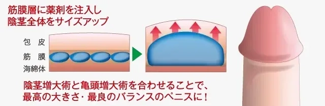 男性器の大きさについて｜大東製薬工業株式会社