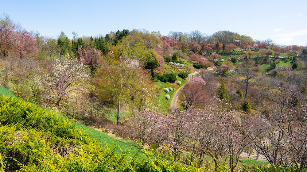 北見フラワーパラダイスの花々２ | Shimojimのブログ -