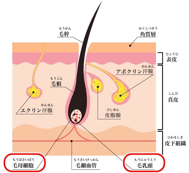 毛髪診断士監修】毛根が死滅したらアウト？髪の毛を復活させるために知るべきこと | スカルプD コラム