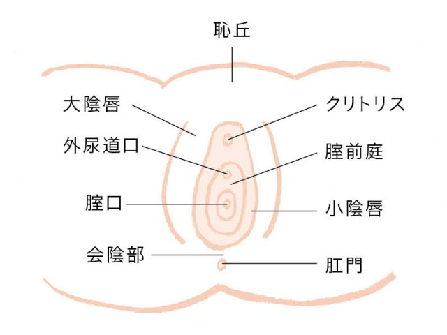 婦人科・女性器形成 | 診療内容 |