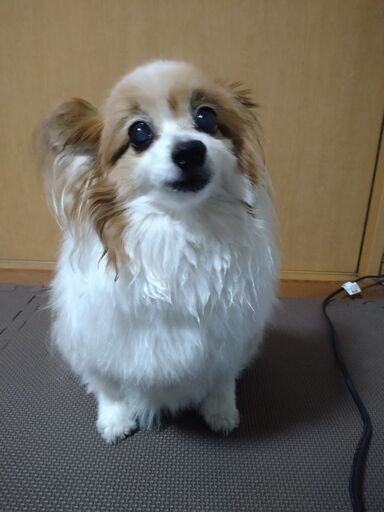 犬のお遊び＊わんちゃん チン パピヨン 鈴 色紙