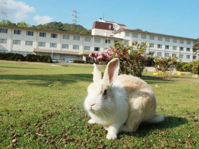 うさぎの島への玄関口｜忠海港