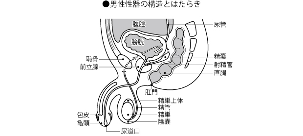 長茎術の実態を現役包茎治療医師が徹底解説！ | 東京都渋谷区のFIRE