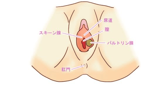 彼女をセックスで潮吹きさせる方法｜潮吹きのメカニズムも詳しく解説