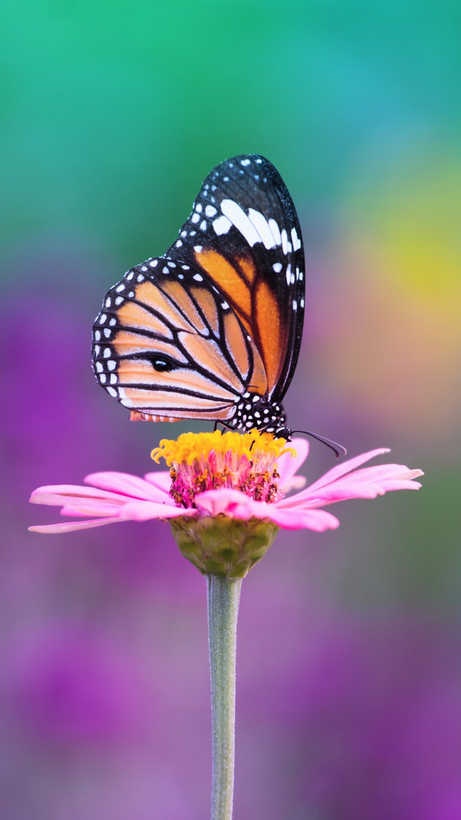 Two beautiful butterflies on stone