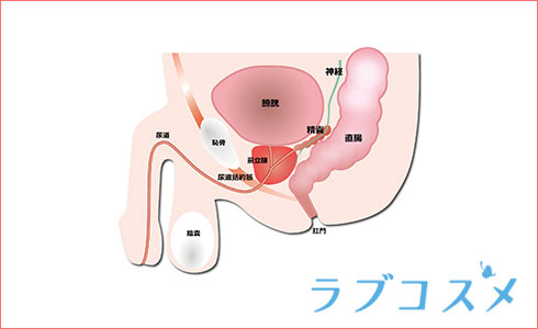 エネマグラ ユーロ - エネマグラ通販｜大人のおもちゃ通販大魔王