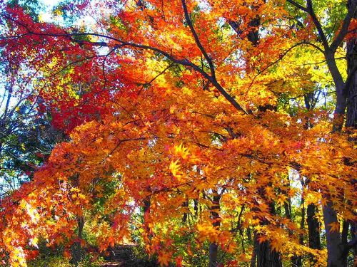 滋賀県近江八幡市 八丁堀の紅葉の写真素材 [69164668]