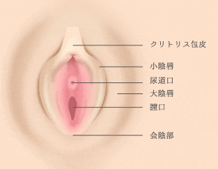 クリトリス（陰核）包茎手術｜京都の美容外科すなおクリニック(四条河原町)