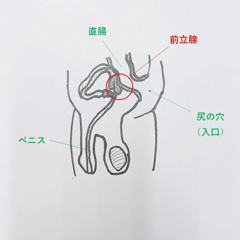 ドライオーガズムの方法とコツとは？エネマグラやアネロスの正しい使い方や男性が気持ちよくなる感覚を解説【快感スタイル】