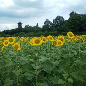 岡山☆備中国分寺のひまわり』総社・吉備路(岡山県)の旅行記・ブログ by ゆきさん【フォートラベル】