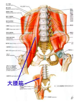 半月板損傷 | 墨田区錦糸町の整骨院は腰痛、肩こりで評判の錦糸町駅すぐ【アクア鍼灸整骨院】