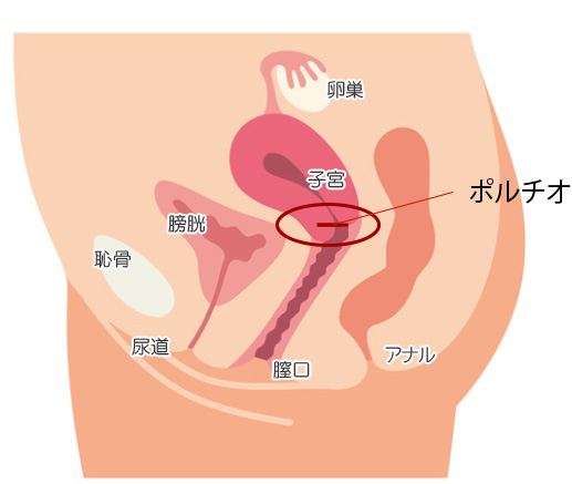 ポルチオセックスのやり方！ ポルチオ開発で奥イキするコツ※体験談あり | シンデレラグループ公式サイト