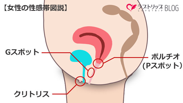 ポルチオ開発を海外の最新研究をもとに用いて詳しく解説【中イキ】｜裏垢男子で年収2000万