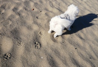 うさぎ島」と「猿ヶ島」 | 暖かくて静かな暮らし