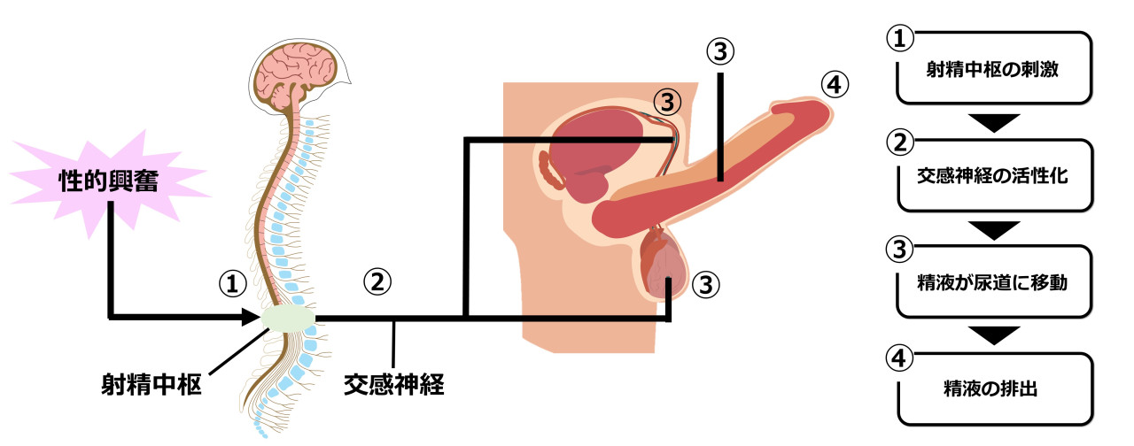 遅漏 ED改善 妊活