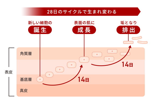 東京のメンズエステ・マッサージを探すなら｜リフナビ東京