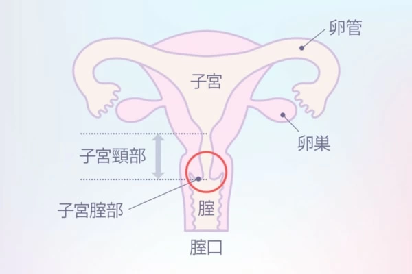 Gスポットはどこにある？ない人もいる？ 見つけ方・開発方法を紹介 |