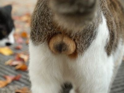 よく考えたら猫って常にきんたま出してるけど女の子にかわいいかわいい してもらえるよね(´・(ｪ)・｀)下手するとスカートの中入ったりパイタッチするやん｜だʅ(´⊙౪⊙`)ʃま