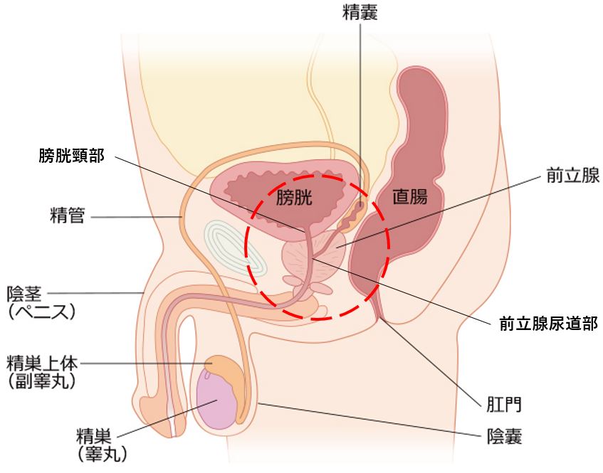 AV女優に聞く！必ず吹ける男の潮吹き講座 人気 かさいあみ 潮吹き4