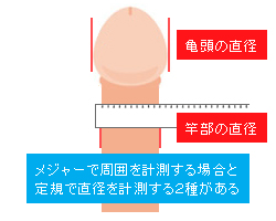 【ペニス図鑑】正しい測り方と硬さ・種類・長さ！