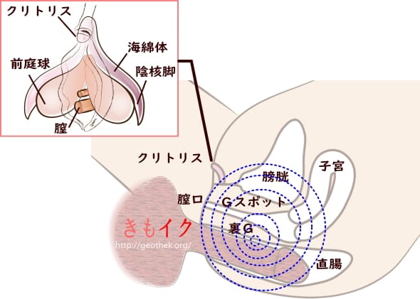 アナル愛撫のやり方！アナルイキや開発方法 - 夜の保健室