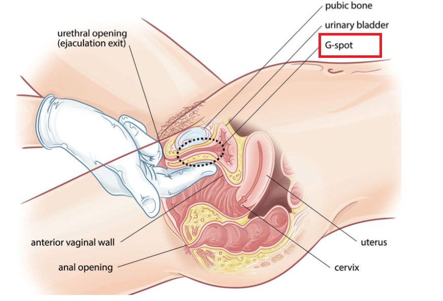 画像で学ぶ「正常位」のやり方！腰の位置や挿入のコツをイラストで解説