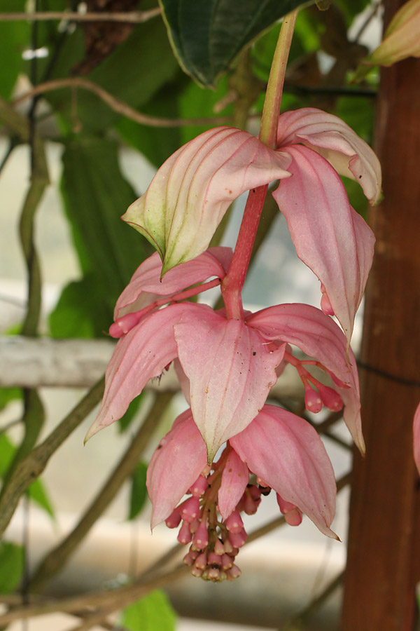 AKARIYADO野の花 (アカリヤドノノハナ)の部屋情報｜静岡県 焼津市｜ハッピーホテル